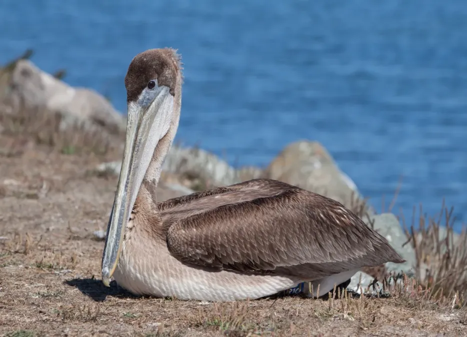 File:Pelecanus occidentalis at Bodega Harbor.jpg