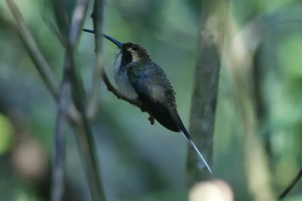 File:Phaethornis eurynome .jpg