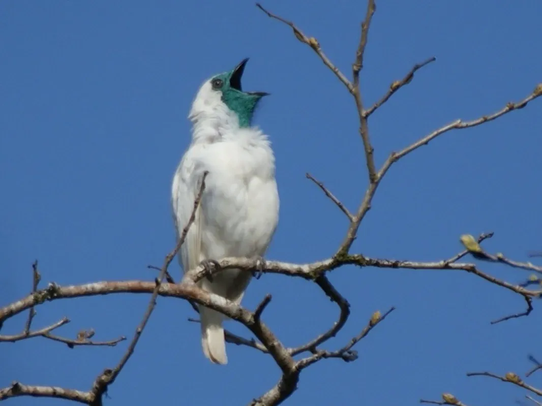 File:Procnias nudicollis.jpg