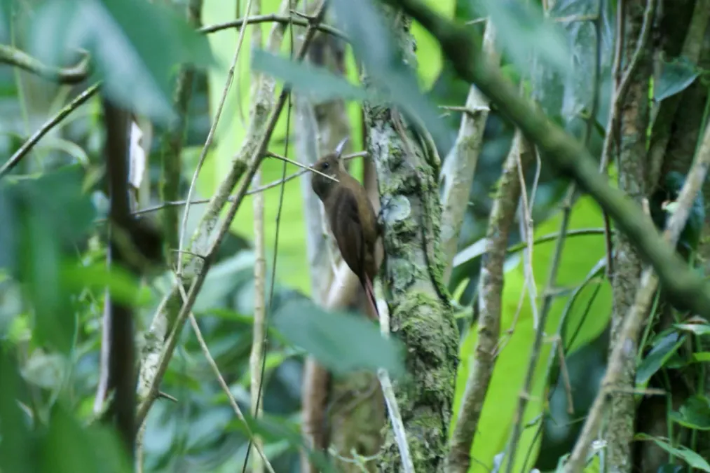 File:Dendrocincla turdina.jpg