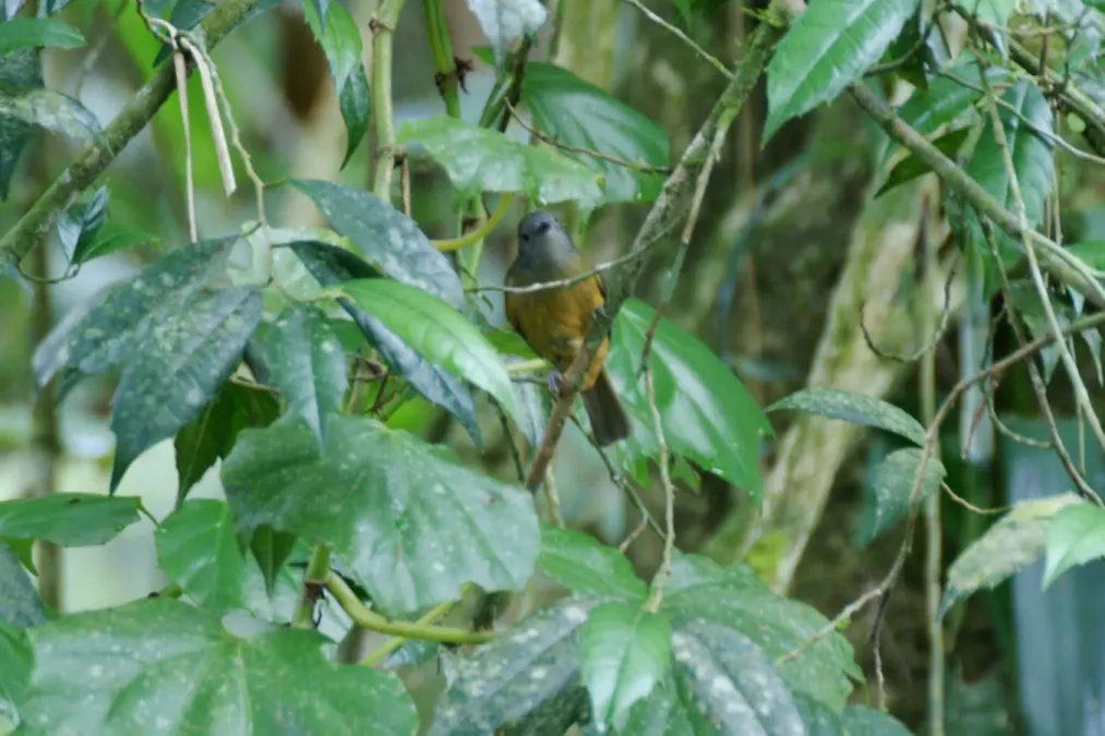 File:Mionectes rufiventris .jpg