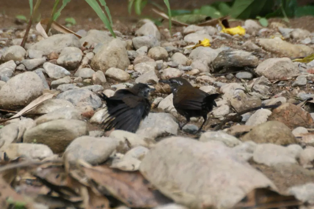 File:Lochmias nematura.jpg