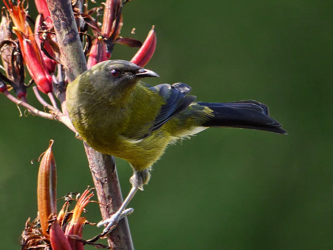 File:Anthornis melanura -New Zealand-8 (1).jpg
