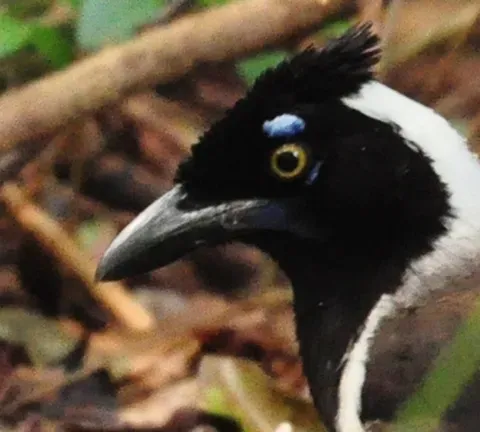File:Cyanocorax cyanopogon head.jpg