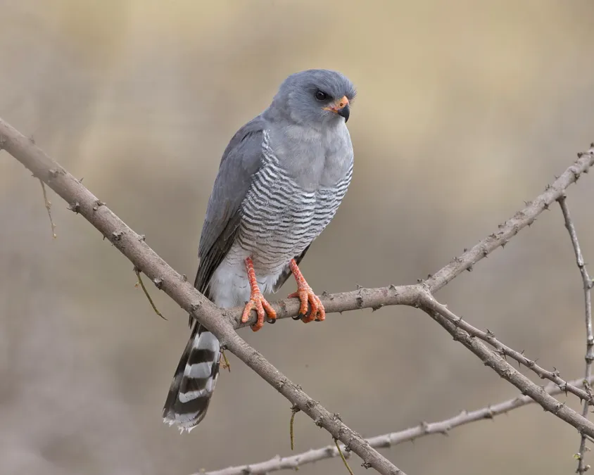 File:Gabar Goshawk (Micronisus gabar) 1.jpg