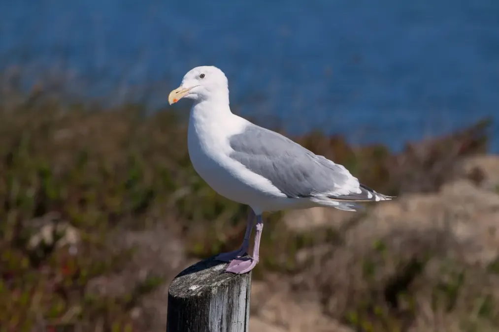 File:Larus occidentalis at Bodega Harbor (2012).jpg