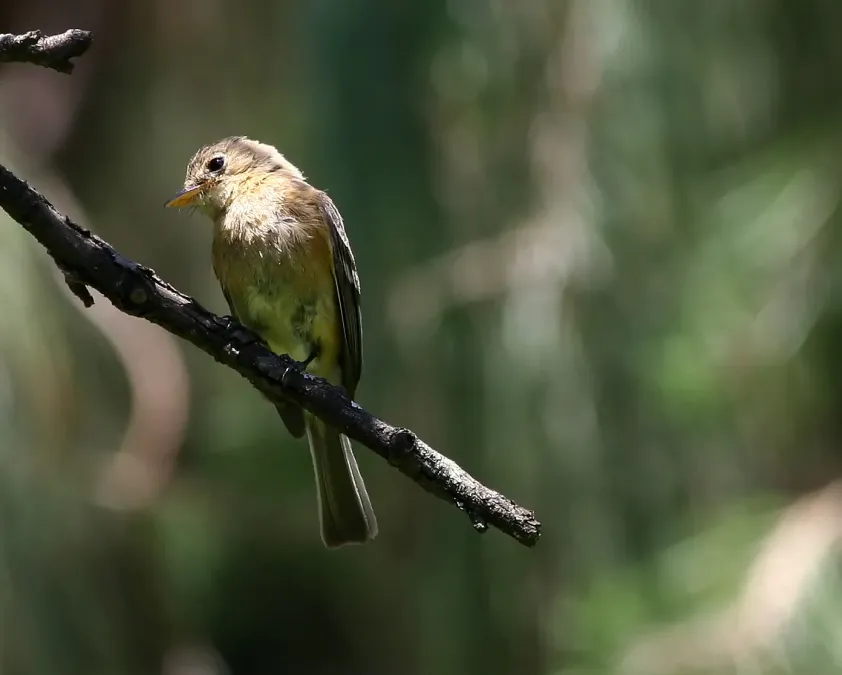 File:Empidonax fulvifrons.jpg