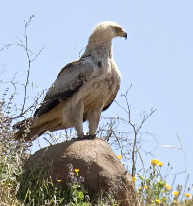 File:Aquila rapax Simien Mountains, Ethiopia.jpg