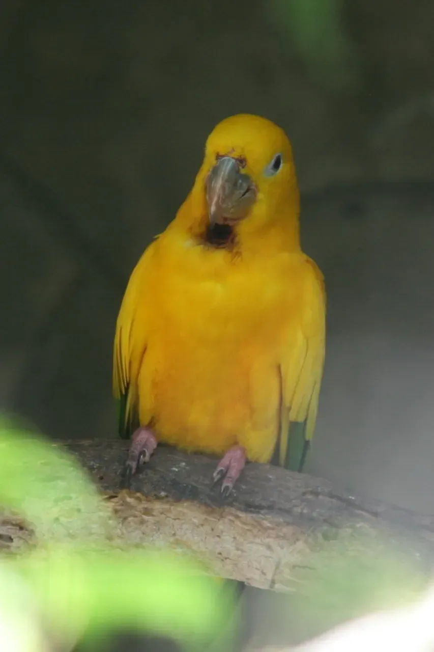 File:Golden Conure (Guaruba guarouba) (2855067732).jpg