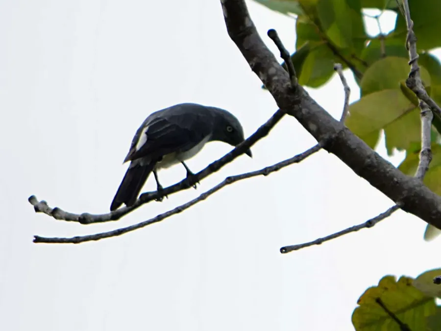 File:Coracina leucopygia(2).JPG