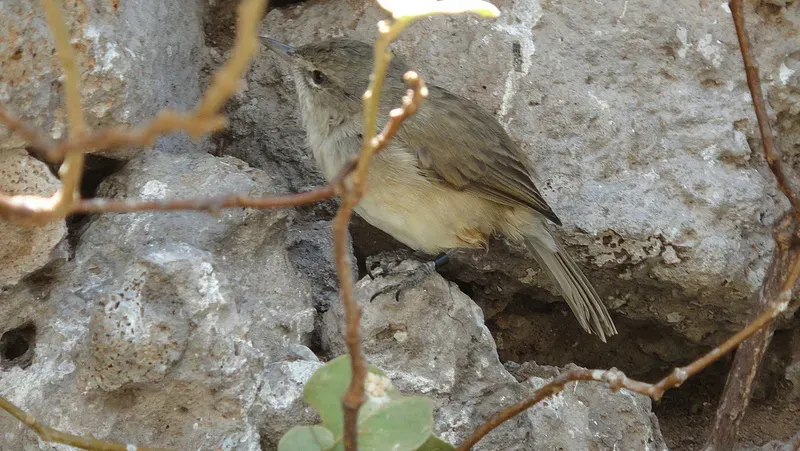 File:Acrocephalus familiaris -Nihoa, Northwestern Hawaiian Islands, USA-8.jpg