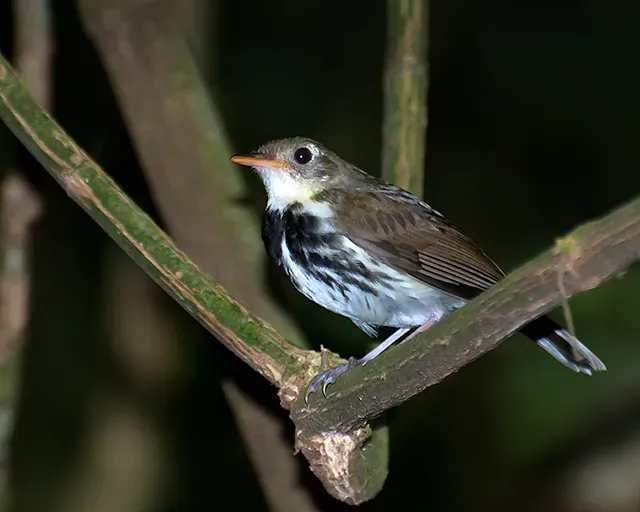 File:Corythopis delalandi -Extrema, Minas Gerais, Brazil-8 (1).jpg