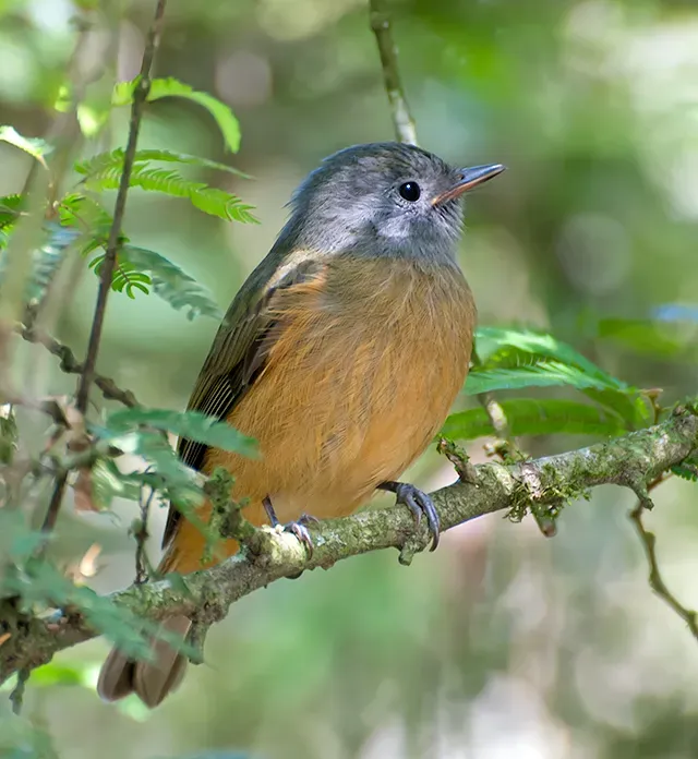 File:Mionectes rufiventris -Parque Estadual da Cantareira, Sao Paulo, Brazil-8.jpg