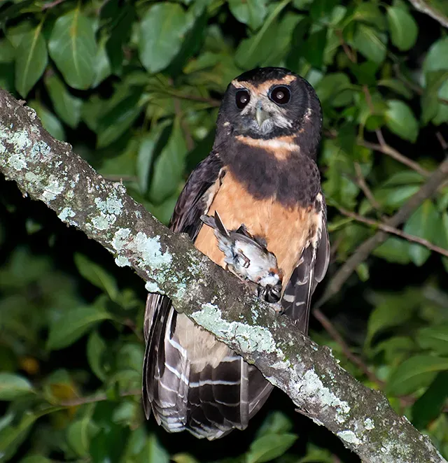 File:Pulsatrix koeniswaldiana -Piraju, Sao Paulo, Brazil -with kill-8.jpg