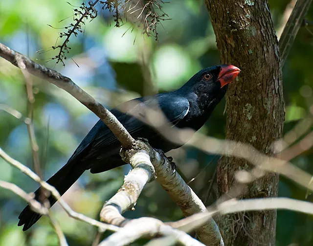 File:Saltator fuliginosus -Piraju, Sao Paulo, Brazil-8 (1).jpg