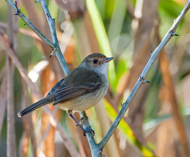 File:Euscarthmus meloryphus -Piraju, Sao Paulo, Brazil-8.jpg