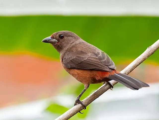 File:Ramphocelus bresilius -Registro, Sao Paulo, Brazil -female-8.jpg