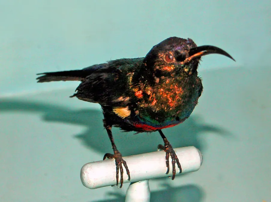 File:Nettariniidae - Cinnyris habessinicus.JPG