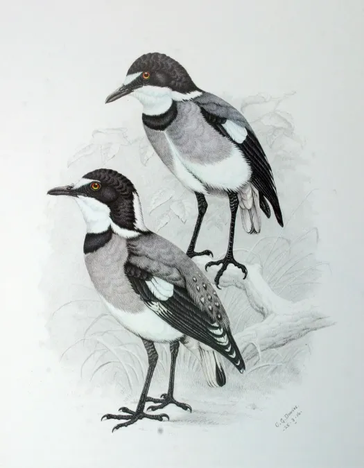 File:Lanioturdus torquatus00.jpg