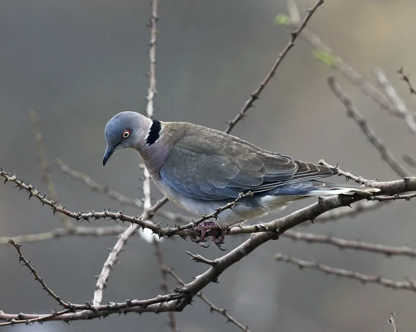 File:Streptopelia decipiens -Kambi ya Tembo, Tanzania-8.jpg