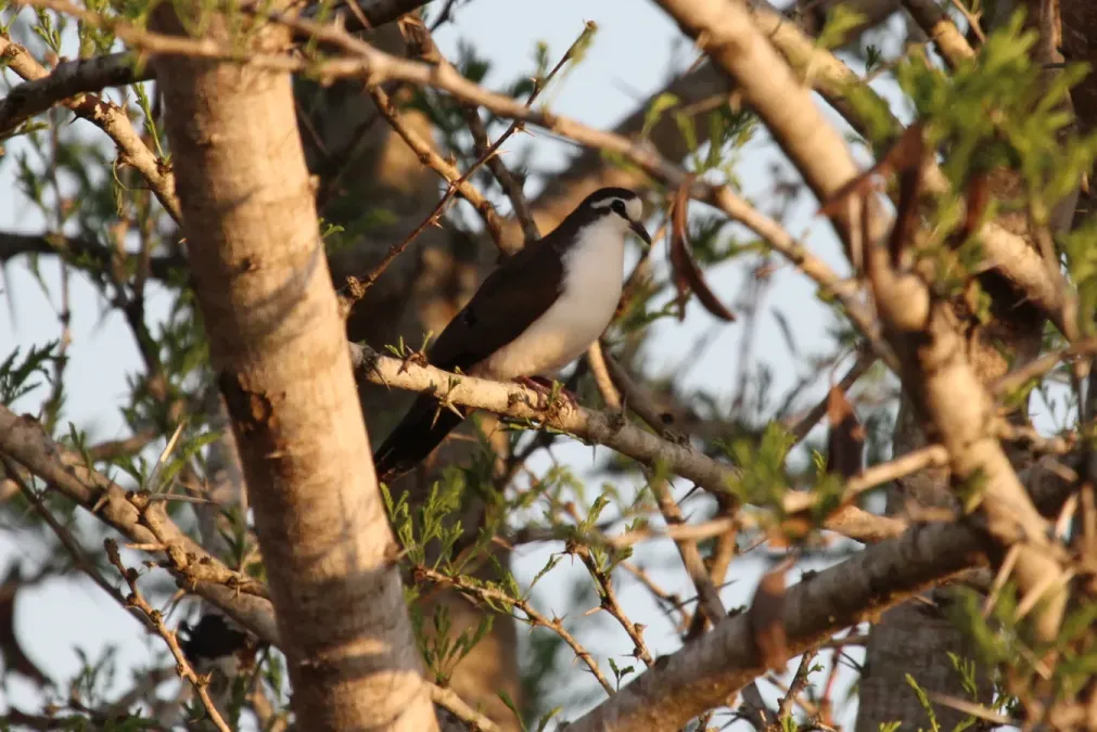 File:Turtur tympanistria -near Hluhluwe, KwaZulu-Natal, South Africa-8.jpg
