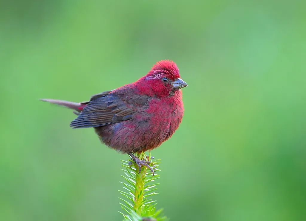 File:Taiwan Rosefinch Carpodacus formosanus, male, Taiwan.jpg