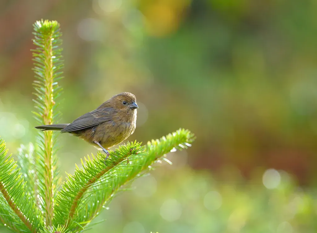 File:Taiwan Rosefinch Carpodacus formosanus, female, Taiwan.jpg