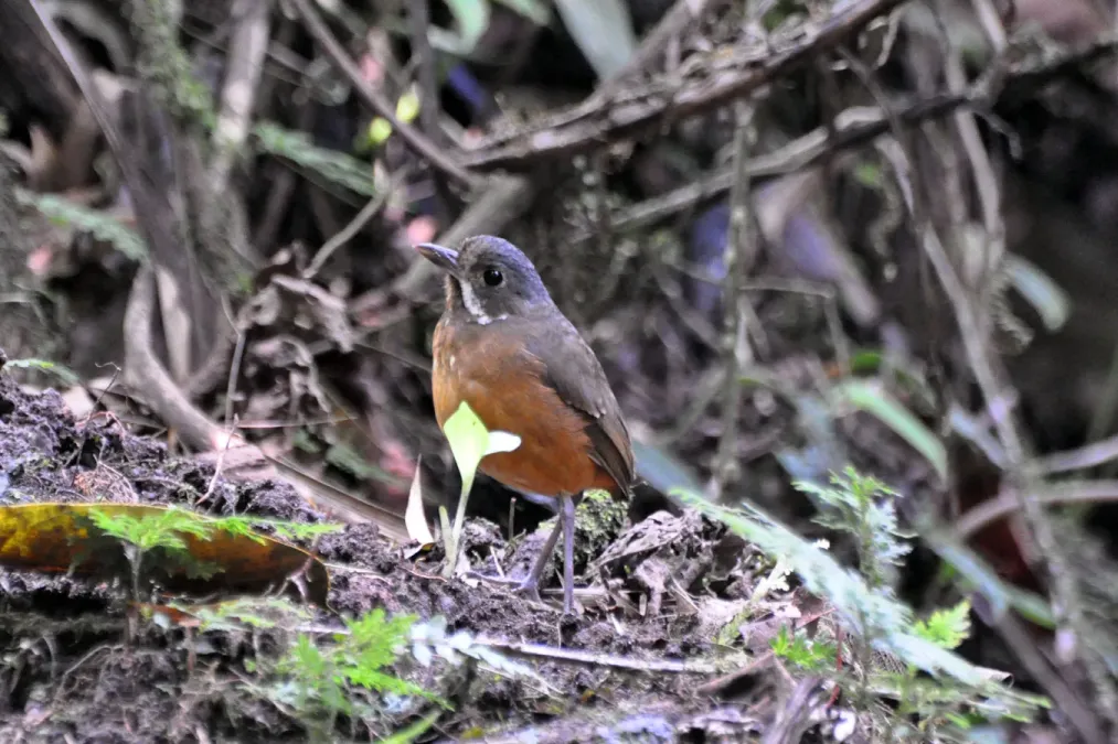 File:Grallaria alleni -Ecuador-8.jpg