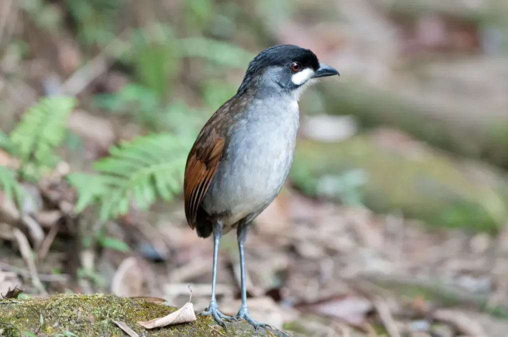 File:Grallaria ridgelyi -Tapichalaca Reserve, Ecuador-8.jpg