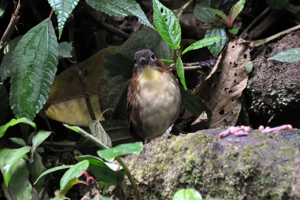 File:Grallaria flavotincta -Ecuador-8 (1).jpg