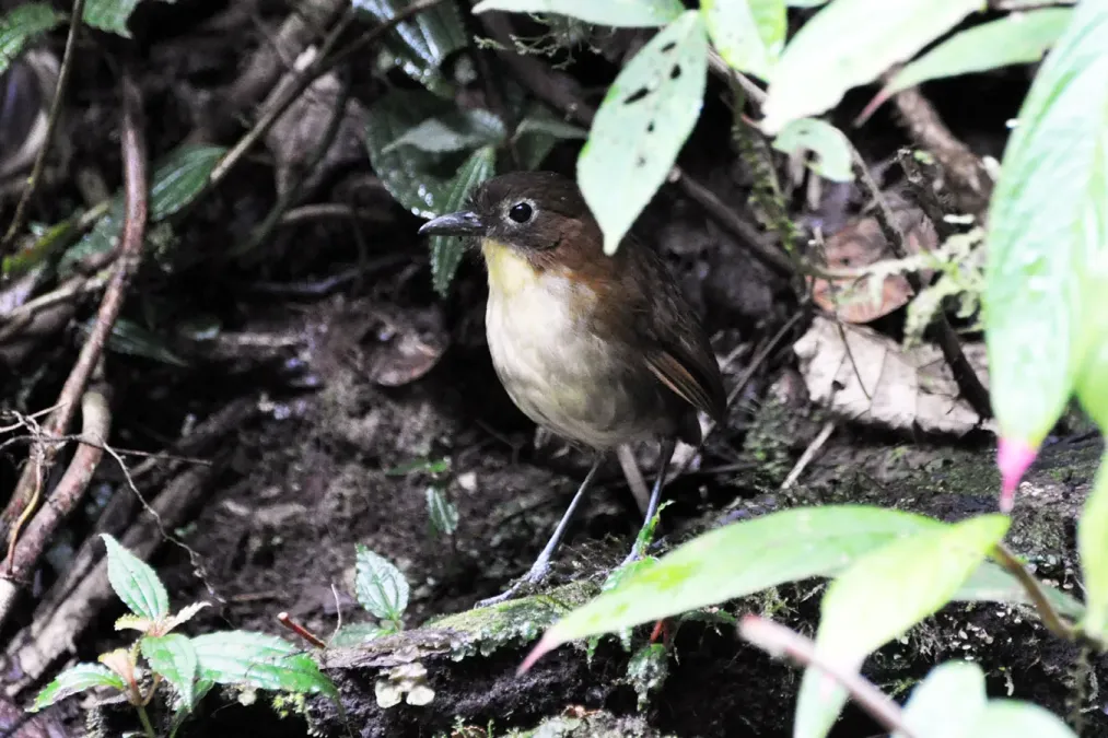 File:Grallaria flavotincta -Ecuador-8 (2).jpg