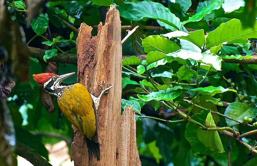 File:Greater Flameback (Chrysocolaptes guttacristatus) by Dharani Prakash.jpg