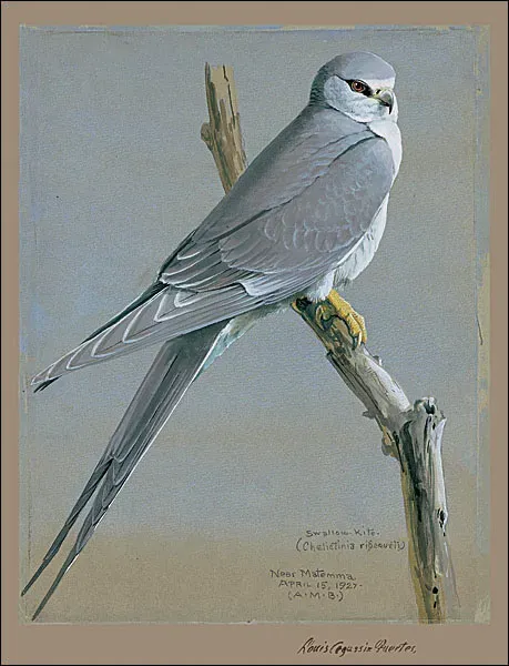 File:Chelictinia riocourii Fuertes.jpg
