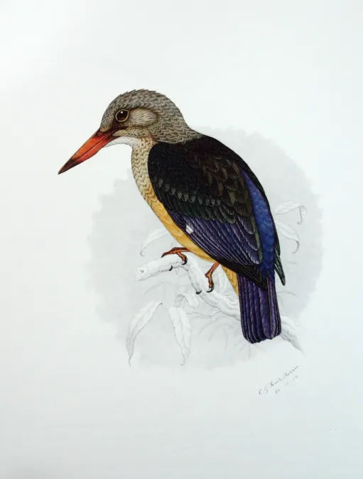File:Halcyon leucocephala00.jpg