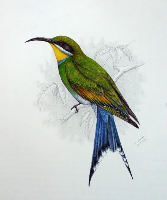 File:Merops hirundineus00.jpg