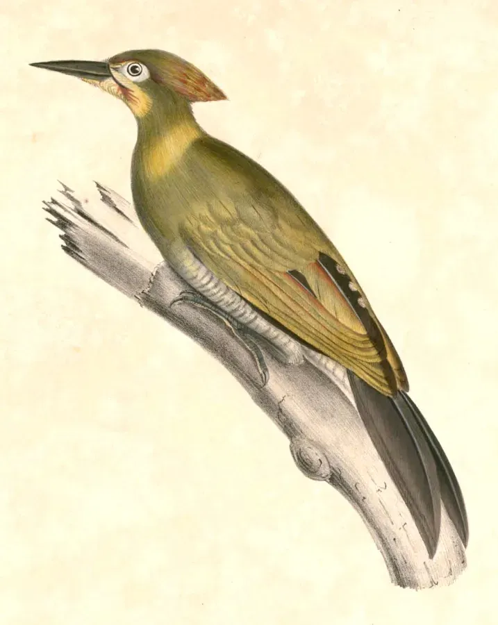 File:Picus chlorolophus chlorolophus Hardwicke.jpg