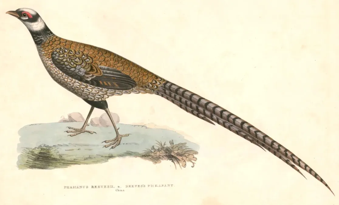 File:Syrmaticus reevesii Hardwicke.jpg