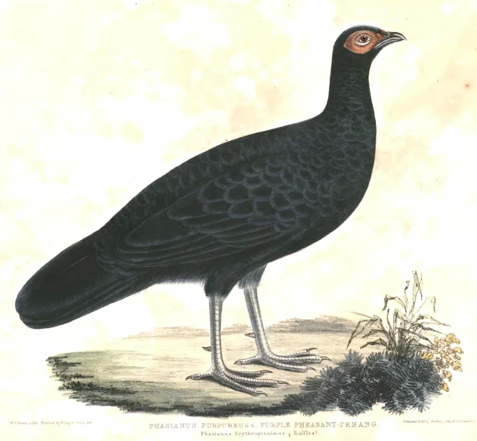 File:Lophura erythrophthalma Hardwicke.jpg