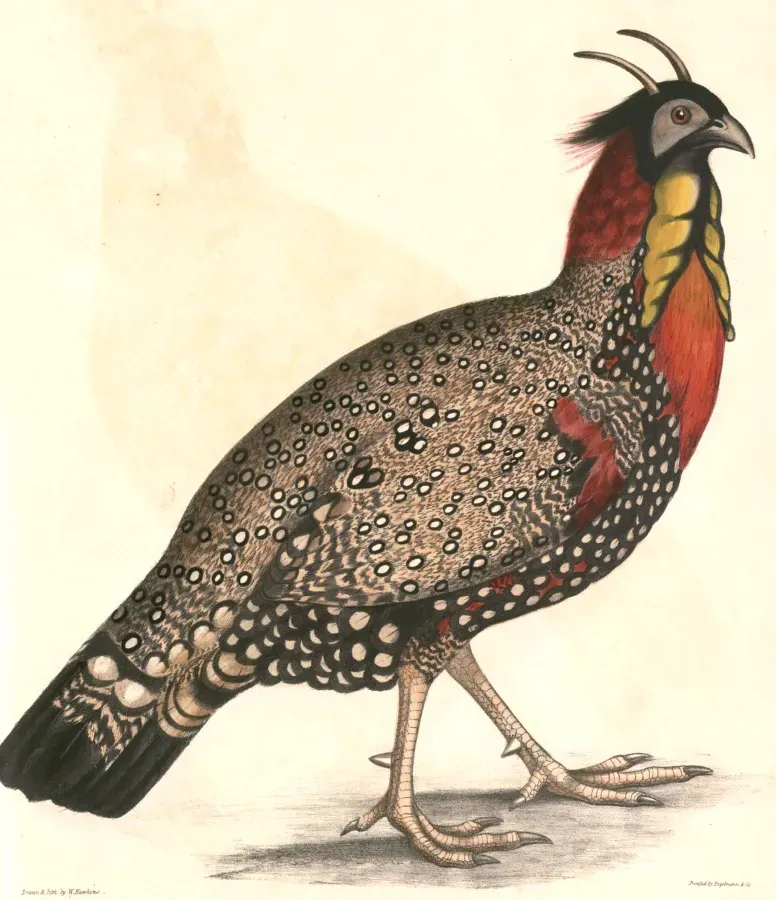 File:Tragopan melanocephalus adult male Hardwicke.jpg