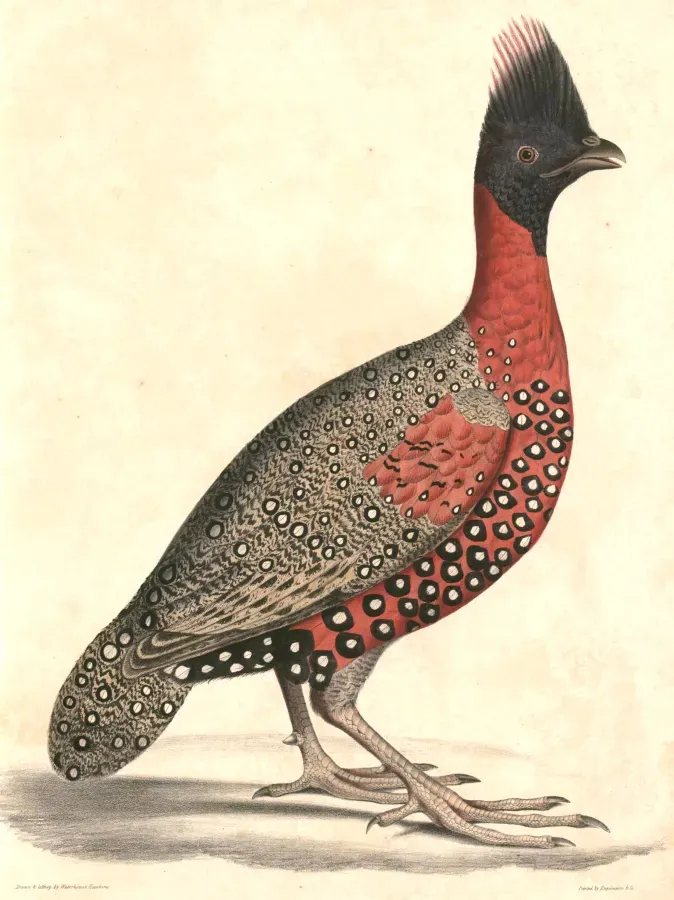 File:Tragopan melanocephalus male Hardwicke.jpg