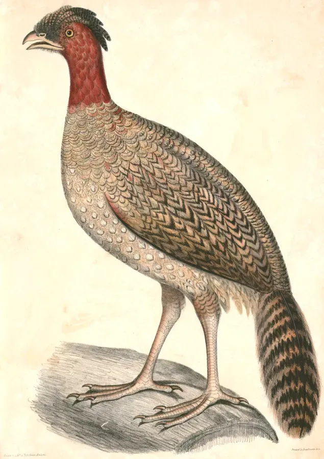 File:Tragopan melanocephalus female Hardwicke.jpg