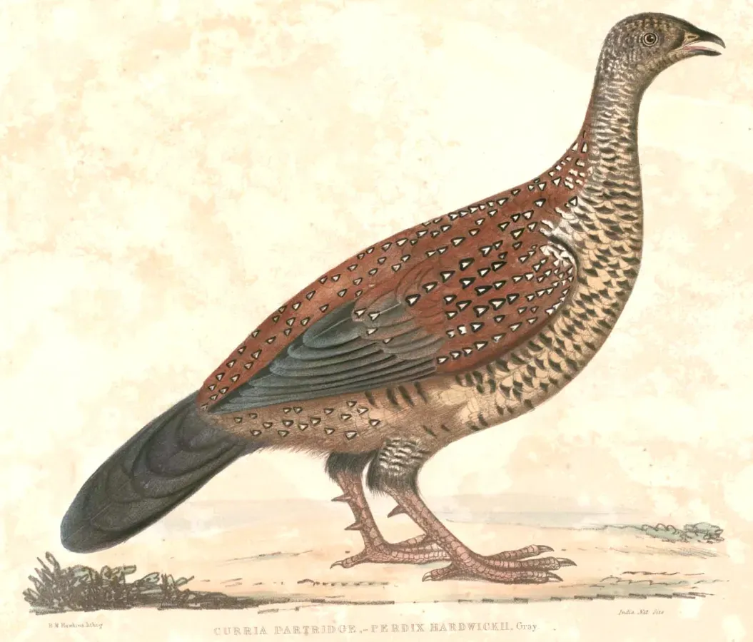 File:Galloperdix lunulata Hardwicke.jpg