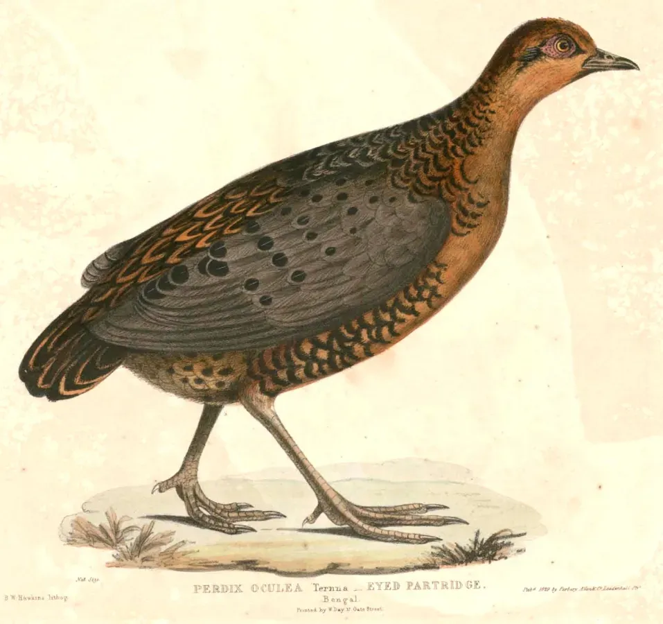 File:Caloperdix oculeus Hardwicke.jpg