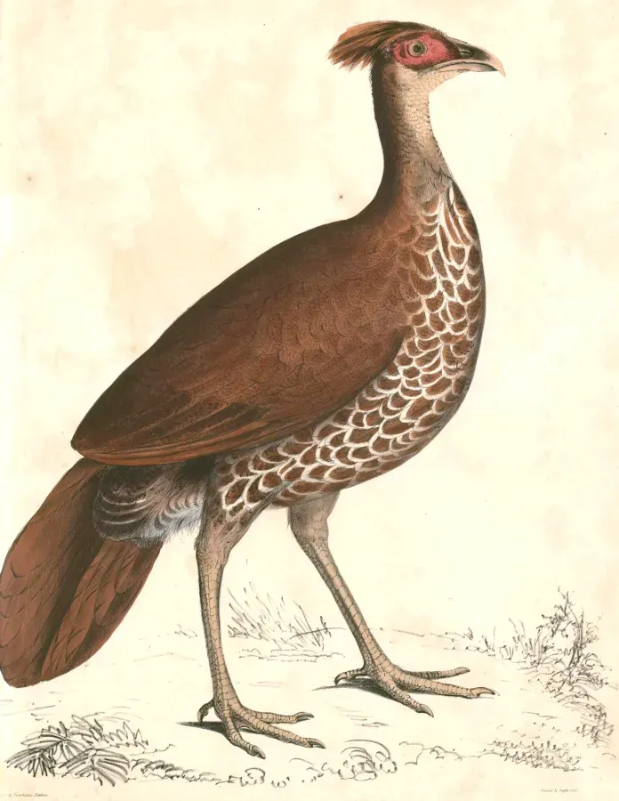 File:Lophura ignita Hardwicke.jpg
