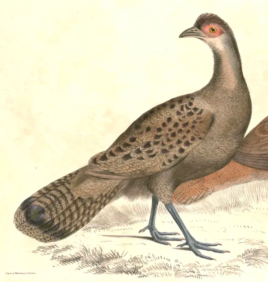 File:Polyplectron malacense Hardwicke.jpg