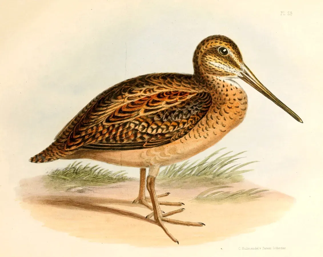 File:Gallinago stricklandii Hullmandel.jpg