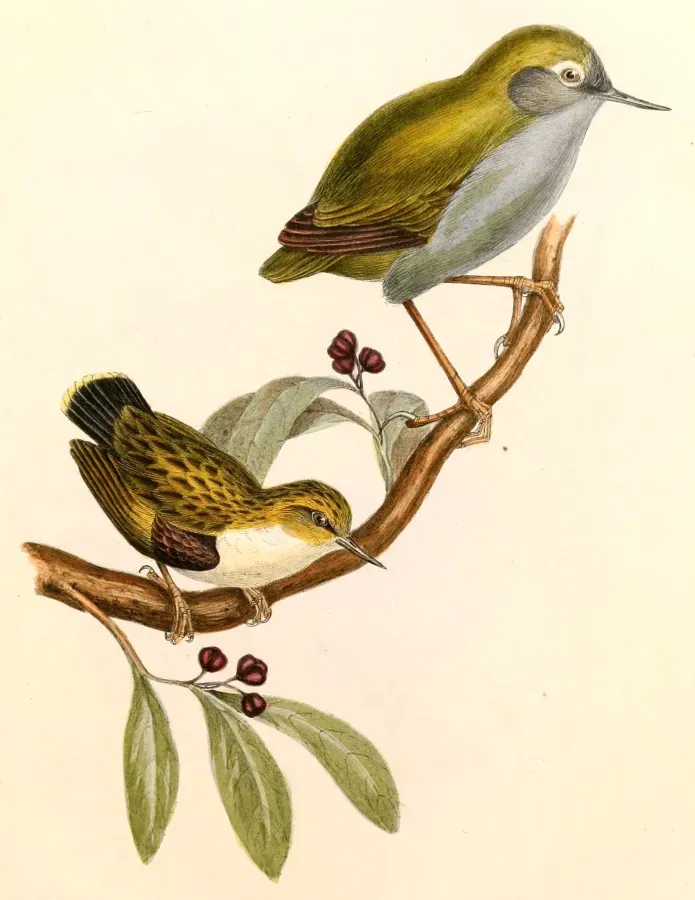 File:Xenicus longipes & Acanthisitta chloris Hullmandel.jpg