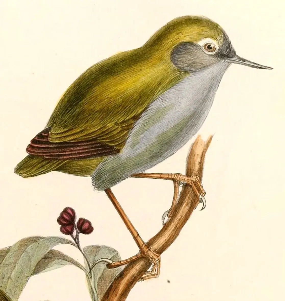 File:Xenicus longipes Hullmandel.jpg