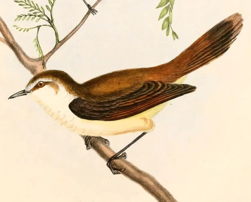 File:Gerygone albofrontata Hullmandel.jpg