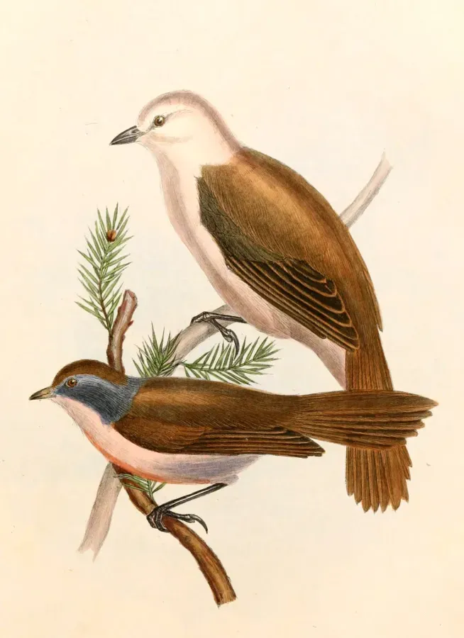 File:Mohoua novaeseelandiae & Mohoua albicilla Hullmandel.jpg